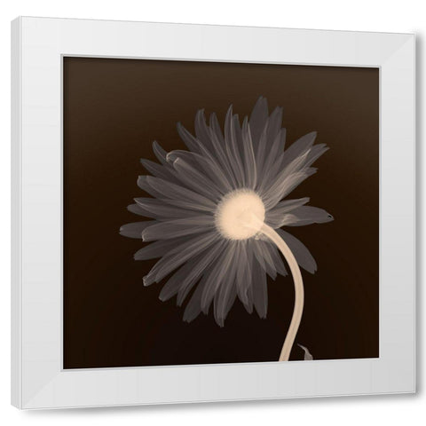 Sunburst Petals (sepia) White Modern Wood Framed Art Print by Anonymous