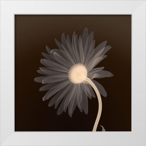 Sunburst Petals (sepia) White Modern Wood Framed Art Print by Anonymous