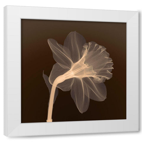 Veiled Blossom (sepia) White Modern Wood Framed Art Print by Anonymous