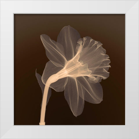 Veiled Blossom (sepia) White Modern Wood Framed Art Print by Anonymous