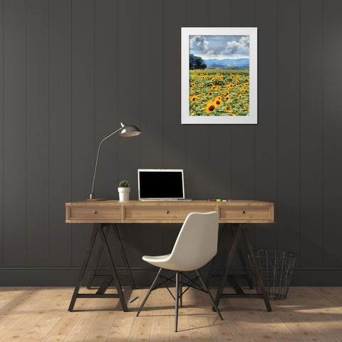 Sunflower Field White Modern Wood Framed Art Print by Medeiros, Celito