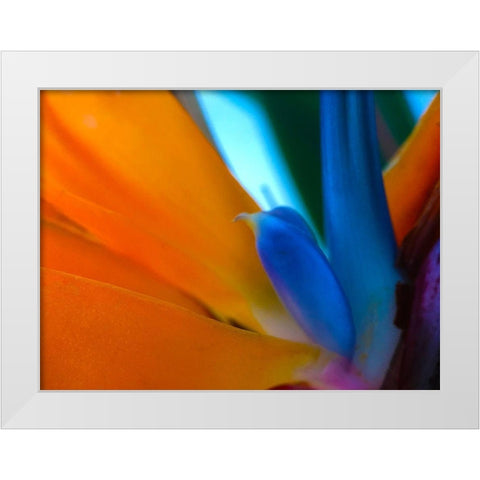 Bird Of Paradise I White Modern Wood Framed Art Print by Grayscale
