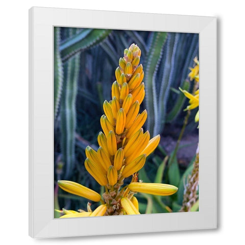 Aloe Blooms II White Modern Wood Framed Art Print by Grayscale