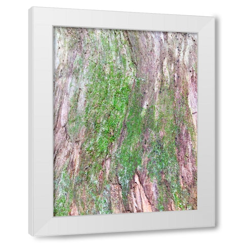 Bark and Moss II White Modern Wood Framed Art Print by Grayscale