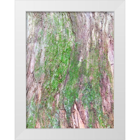Bark and Moss II White Modern Wood Framed Art Print by Grayscale