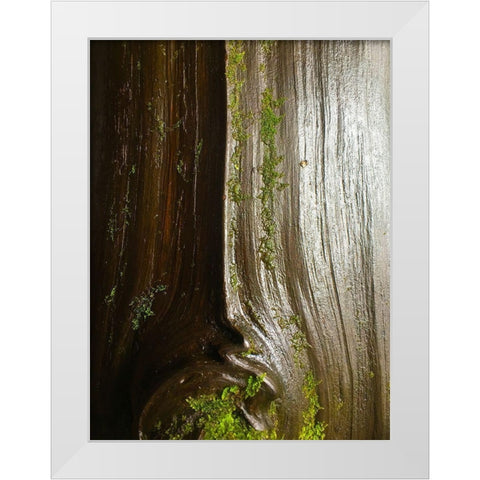 Bark and Moss IV White Modern Wood Framed Art Print by Grayscale