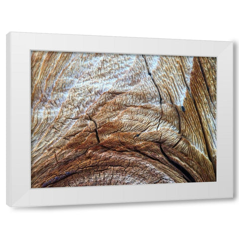 Bark Arc I White Modern Wood Framed Art Print by Grayscale