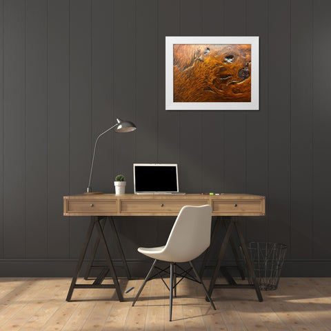 Wood Texture III White Modern Wood Framed Art Print by Grayscale