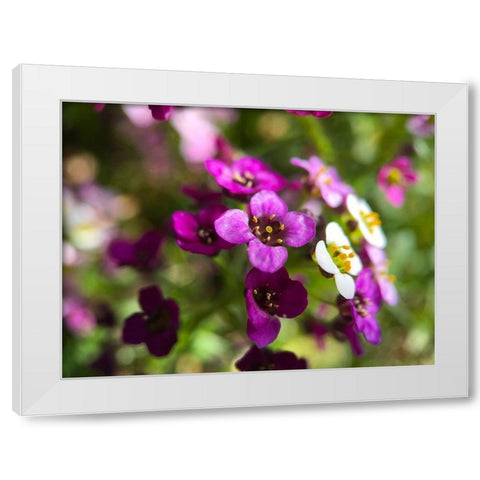 Alyssum I White Modern Wood Framed Art Print by Grayscale