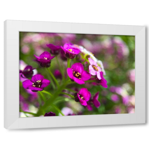 Alyssum II White Modern Wood Framed Art Print by Grayscale