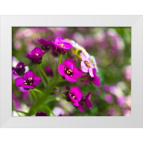 Alyssum II White Modern Wood Framed Art Print by Grayscale