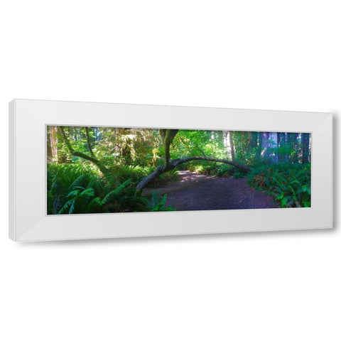 Arch Tree I White Modern Wood Framed Art Print by Grayscale