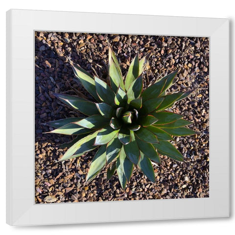 Agave I White Modern Wood Framed Art Print by Grayscale