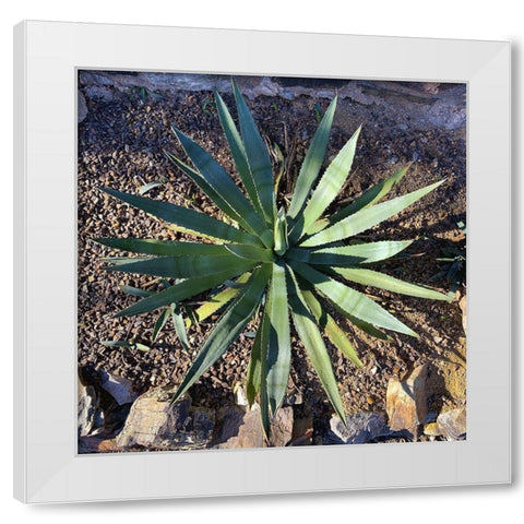 Agave II White Modern Wood Framed Art Print by Grayscale