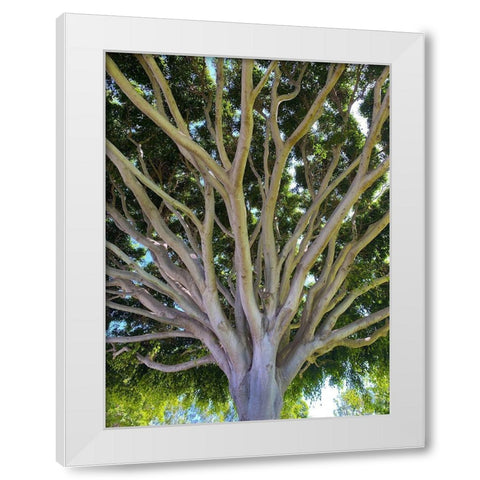 Tree Canopy XIV White Modern Wood Framed Art Print by Grayscale