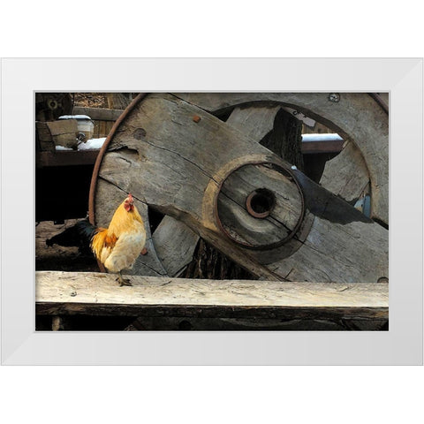 Cock of the Walk White Modern Wood Framed Art Print by Popcorn