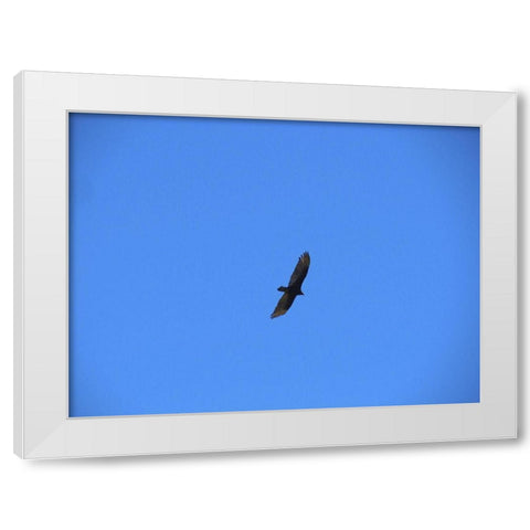 Turkey Vulture I White Modern Wood Framed Art Print by Popcorn