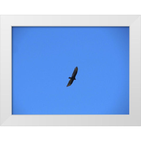 Turkey Vulture I White Modern Wood Framed Art Print by Popcorn