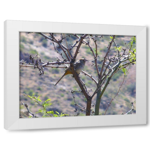 Finch I White Modern Wood Framed Art Print by Popcorn