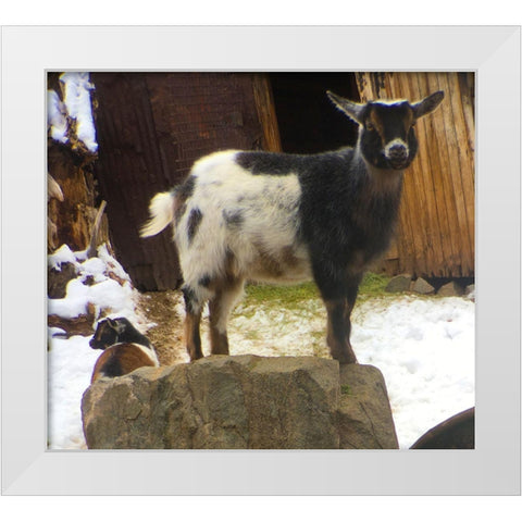 Two Goats White Modern Wood Framed Art Print by Popcorn