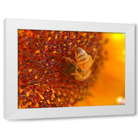BeeOnSunflower2 White Modern Wood Framed Art Print by Tenoever, William