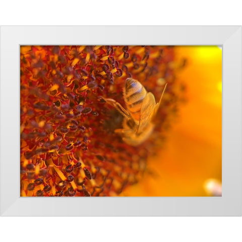 BeeOnSunflower2 White Modern Wood Framed Art Print by Tenoever, William