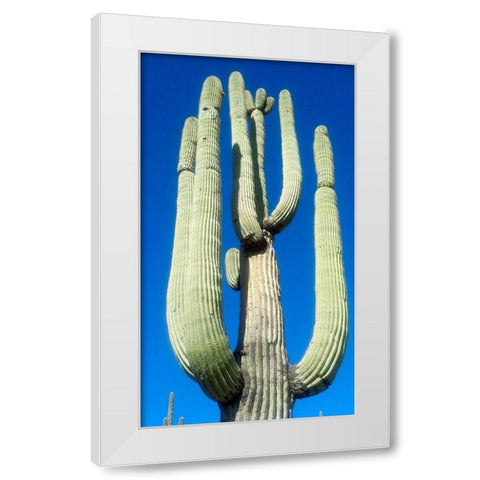 Saguaro 1 White Modern Wood Framed Art Print by Popcorn