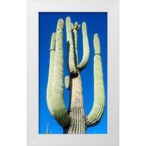 Saguaro 1 White Modern Wood Framed Art Print by Popcorn