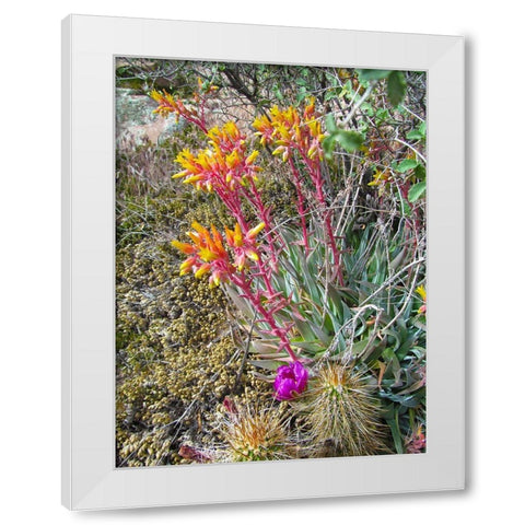 Rock Echeveria III W/ Hedgehog Cactus White Modern Wood Framed Art Print by Popcorn