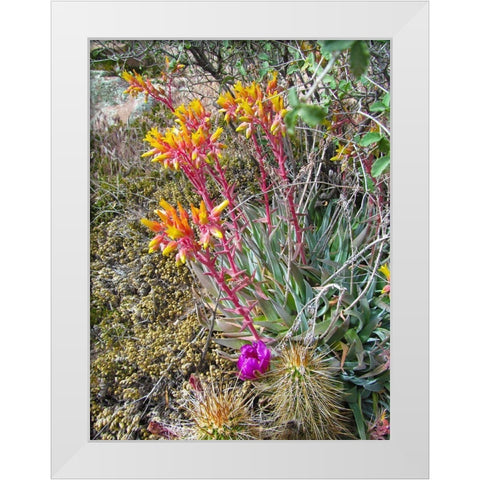 Rock Echeveria III W/ Hedgehog Cactus White Modern Wood Framed Art Print by Popcorn