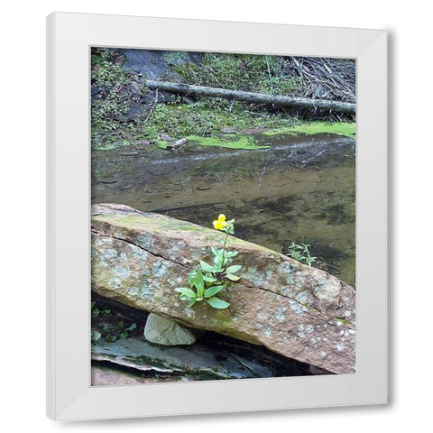 Yellow Flower White Modern Wood Framed Art Print by Popcorn