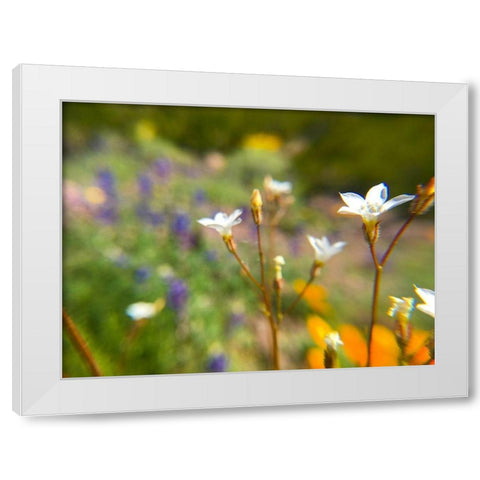 Wildflower IV White Modern Wood Framed Art Print by Popcorn