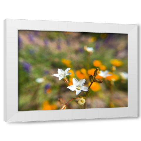 Wildflower VI White Modern Wood Framed Art Print by Popcorn