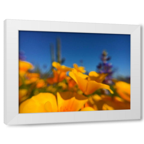 Wildflower VIII White Modern Wood Framed Art Print by Popcorn