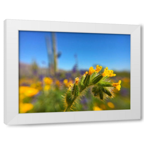 Wildflower VIII White Modern Wood Framed Art Print by Popcorn