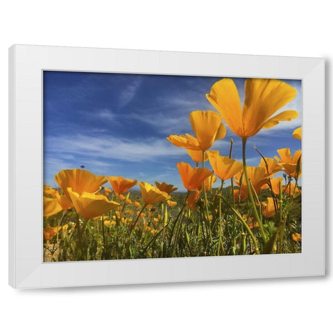 Wildflowers XII White Modern Wood Framed Art Print by Popcorn