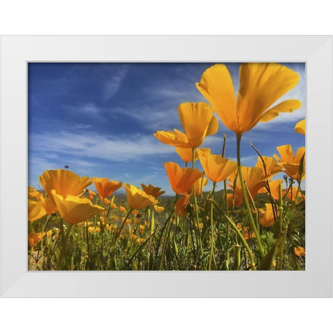 Wildflowers XII White Modern Wood Framed Art Print by Popcorn