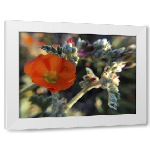 Wildflowers XXI White Modern Wood Framed Art Print by Popcorn