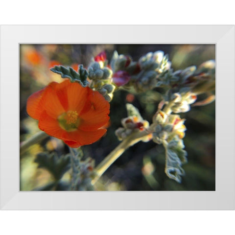 Wildflowers XXI White Modern Wood Framed Art Print by Popcorn