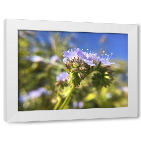 Wildflowers XXIX White Modern Wood Framed Art Print by Popcorn