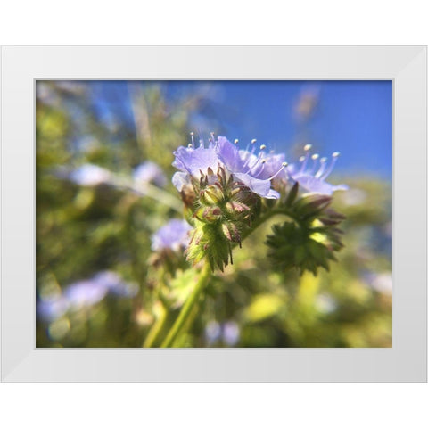Wildflowers XXIX White Modern Wood Framed Art Print by Popcorn