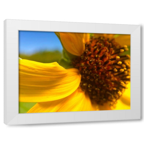 Sunflower I White Modern Wood Framed Art Print by Popcorn