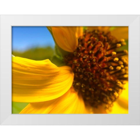 Sunflower I White Modern Wood Framed Art Print by Popcorn