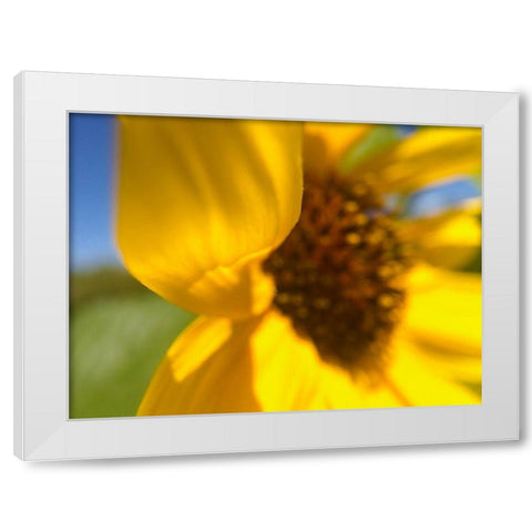 Sunflower II White Modern Wood Framed Art Print by Popcorn