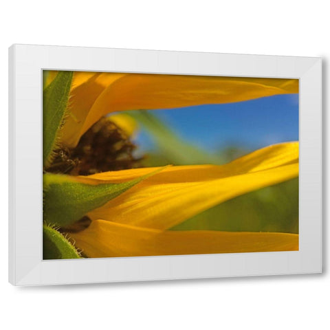 Sunflower III White Modern Wood Framed Art Print by Popcorn