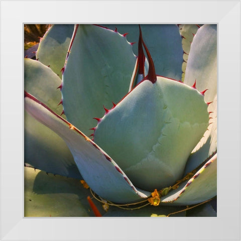 Mescal Agave B White Modern Wood Framed Art Print by Tenoever, William