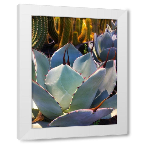 Mescal Agave C White Modern Wood Framed Art Print by Tenoever, William