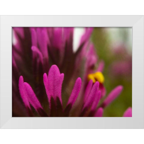Owl Clover White Modern Wood Framed Art Print by Tenoever, William