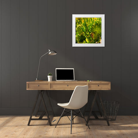 Cactus White Modern Wood Framed Art Print by Tenoever, William