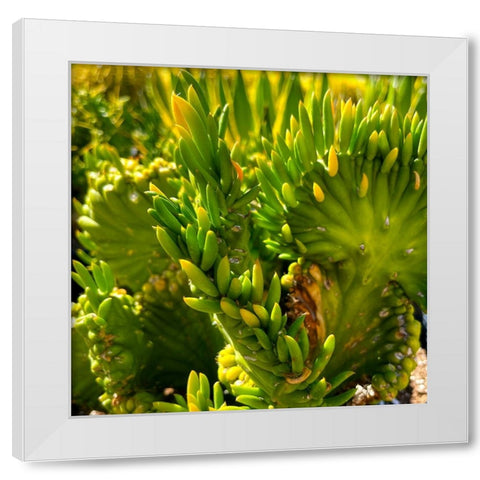 Cactus White Modern Wood Framed Art Print by Tenoever, William